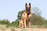 MALINOIS 751